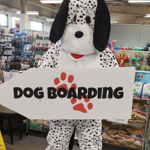A person in a Dalmatian costume holding a large arrow-shaped sign reading 