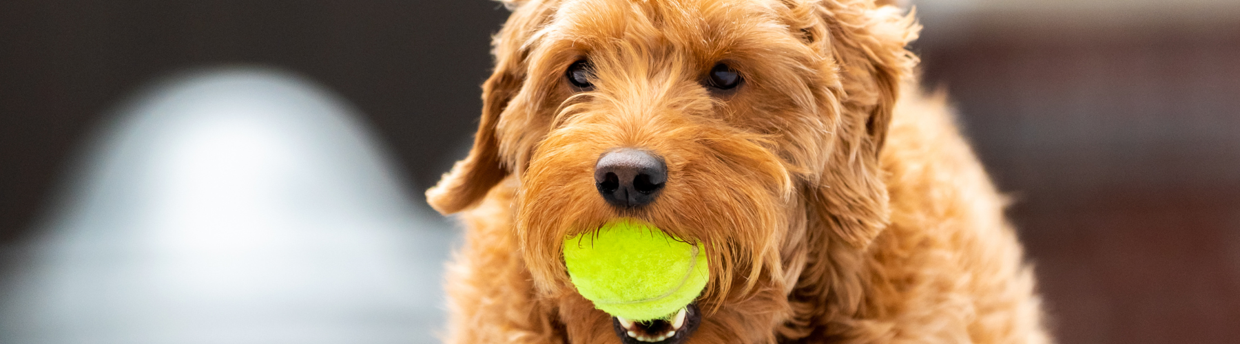 A fluffy brown dog holding a bright yellow tennis ball in its mouth, gazing forward with a playful expression. The background is blurred.