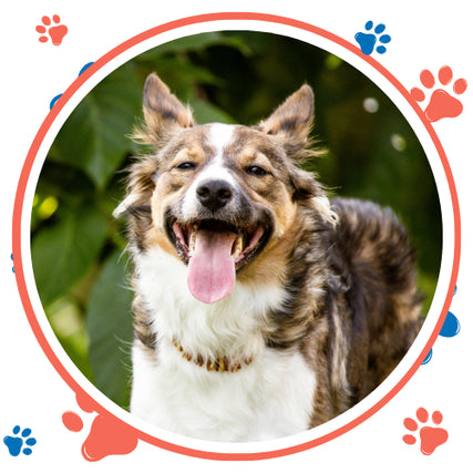 Dog FoodHappy dog with a fluffy coat and tongue out, set in a playful frame decorated with red and blue paw prints. Background is lush greenery.