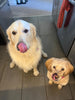 Winni Treats Freeze Dried Beef Liver Dog Treats - 100% Pure Beef, Grain-Free, Nutritious Training Treats