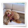 Brutus Broth on the Go™ Bone Broth Powder - Beef