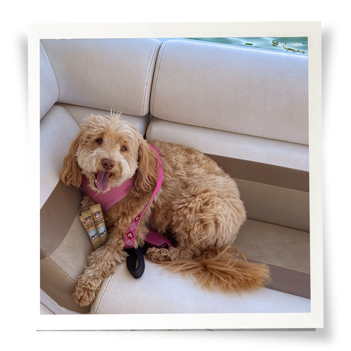 Brutus Broth on the Go™ Bone Broth Powder - Beef