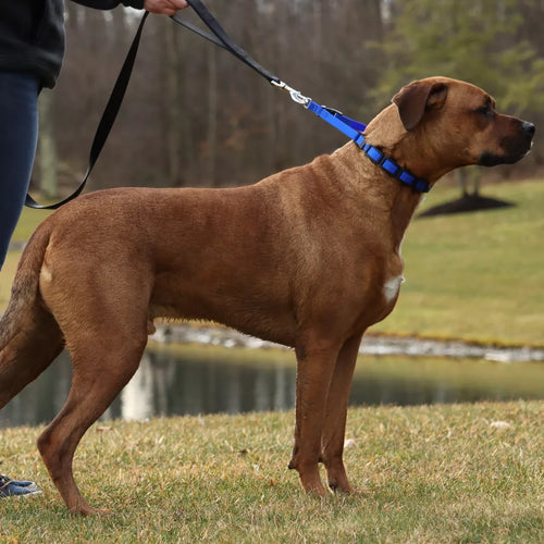Coastal Pet Natural Control Training Collar - Additional Links